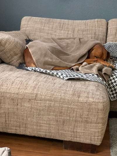 Rhodesian Ridgeback-Beitrag-Bild