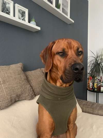 Rhodesian Ridgeback-Beitrag-Bild