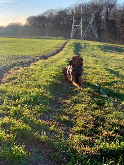 Rhodesian Ridgeback-Beitrag-Bild