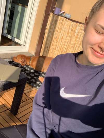 Rhodesian Ridgeback-Beitrag-Bild