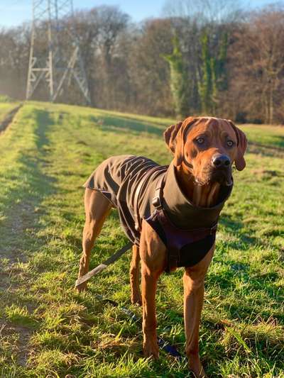 Rhodesian Ridgeback-Beitrag-Bild