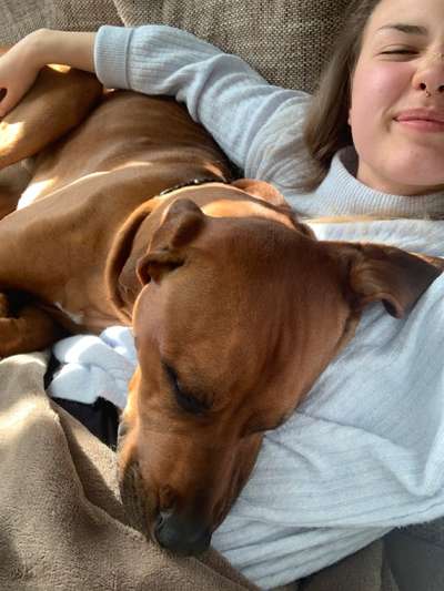 Rhodesian Ridgeback-Beitrag-Bild