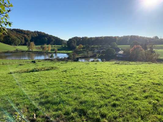 Rhodesian Ridgeback-Beitrag-Bild