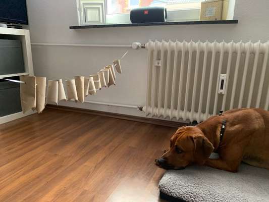 Rhodesian Ridgeback-Beitrag-Bild