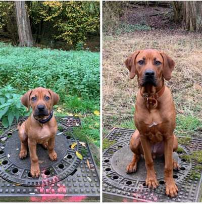 Rhodesian Ridgeback-Beitrag-Bild