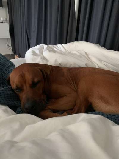 Rhodesian Ridgeback-Beitrag-Bild