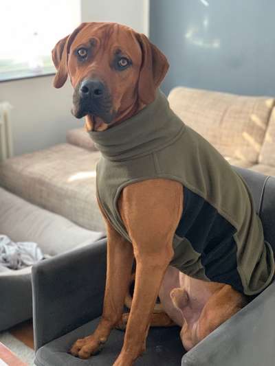 Rhodesian Ridgeback-Beitrag-Bild