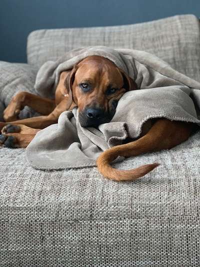 Rhodesian Ridgeback-Beitrag-Bild
