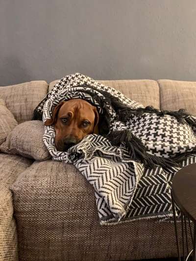 Rhodesian Ridgeback-Beitrag-Bild