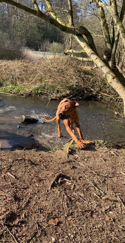 Dogorama-Monats-Challenge-Mai "Wasser"-Beitrag-Bild