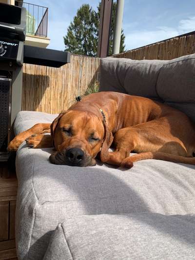 Rhodesian Ridgeback-Beitrag-Bild