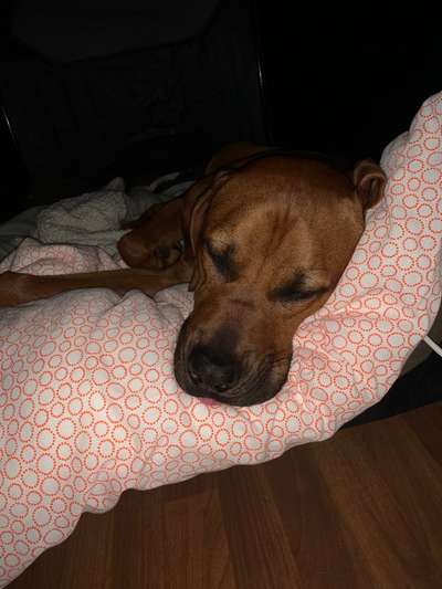 Rhodesian Ridgeback-Beitrag-Bild