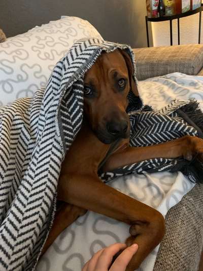 Rhodesian Ridgeback-Beitrag-Bild