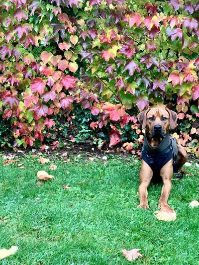 Rhodesian Ridgeback-Beitrag-Bild