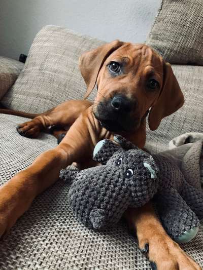 Rhodesian Ridgeback-Beitrag-Bild