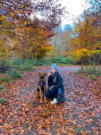 Rhodesian Ridgeback-Beitrag-Bild