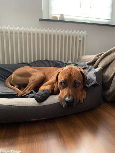 Rhodesian Ridgeback-Beitrag-Bild