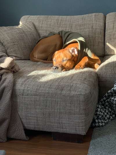 Rhodesian Ridgeback-Beitrag-Bild