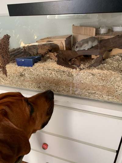 Rhodesian Ridgeback-Beitrag-Bild