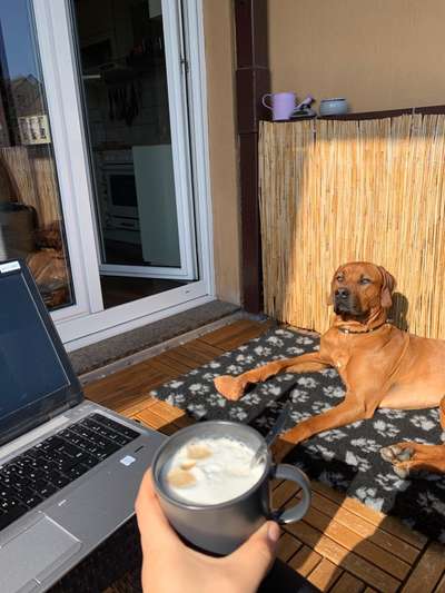 Rhodesian Ridgeback-Beitrag-Bild