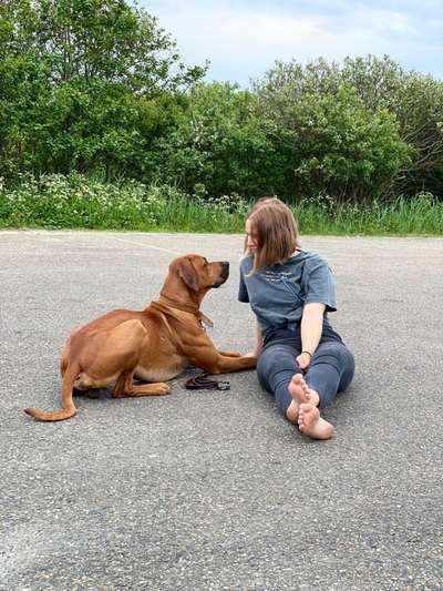 Rhodesian Ridgeback-Beitrag-Bild