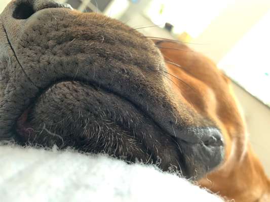 Rhodesian Ridgeback-Beitrag-Bild