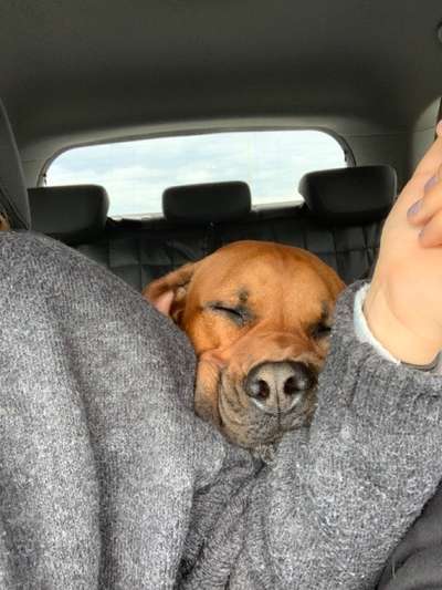 Rhodesian Ridgeback-Beitrag-Bild