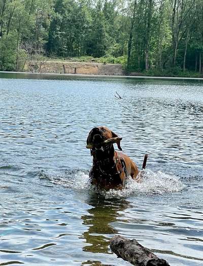 Rhodesian Ridgeback-Beitrag-Bild