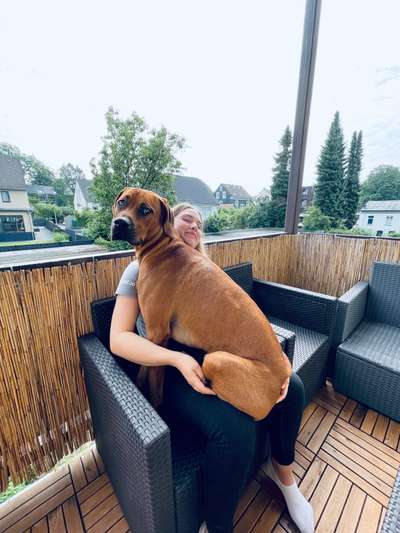Rhodesian Ridgeback-Beitrag-Bild