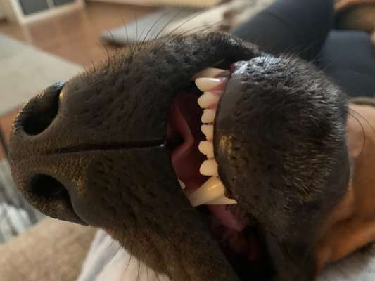 Rhodesian Ridgeback-Beitrag-Bild