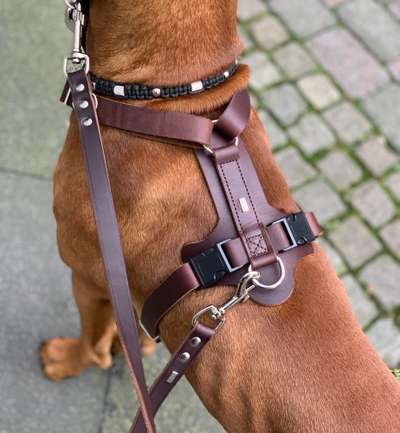 Rhodesian Ridgeback-Beitrag-Bild
