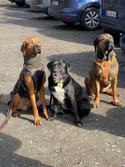 Rhodesian Ridgeback-Beitrag-Bild