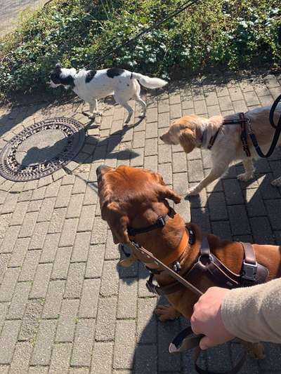 Rhodesian Ridgeback-Beitrag-Bild