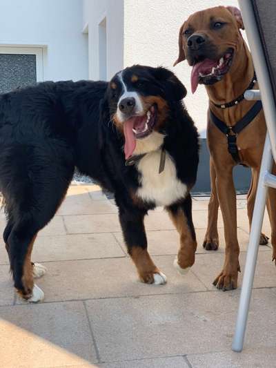 Rhodesian Ridgeback-Beitrag-Bild