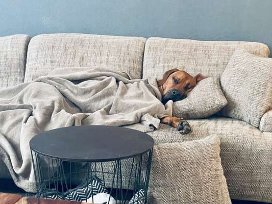 Rhodesian Ridgeback-Beitrag-Bild