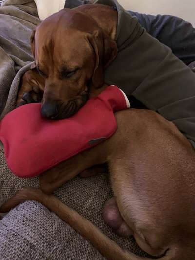 Rhodesian Ridgeback-Beitrag-Bild