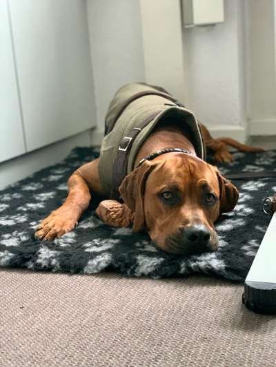 Rhodesian Ridgeback-Beitrag-Bild