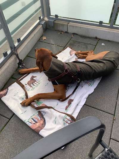 Rhodesian Ridgeback-Beitrag-Bild