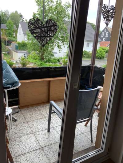 Rhodesian Ridgeback-Beitrag-Bild