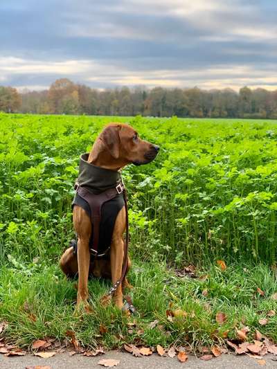 Rhodesian Ridgeback-Beitrag-Bild