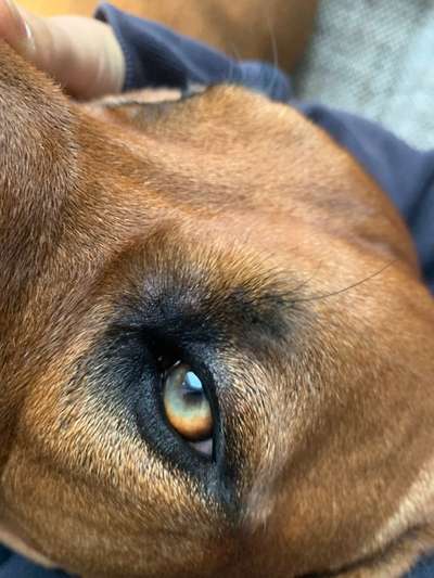Rhodesian Ridgeback-Beitrag-Bild