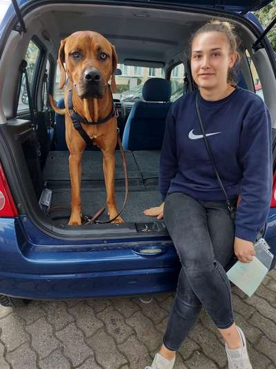 Rhodesian Ridgeback-Beitrag-Bild