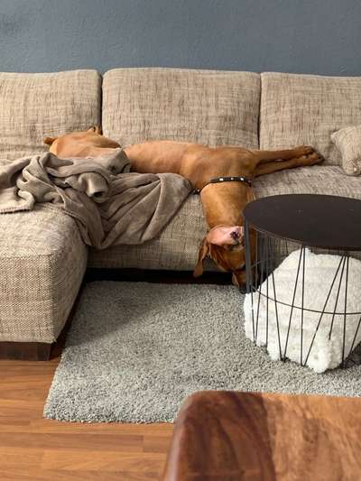 Rhodesian Ridgeback-Beitrag-Bild