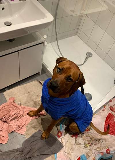 Rhodesian Ridgeback-Beitrag-Bild