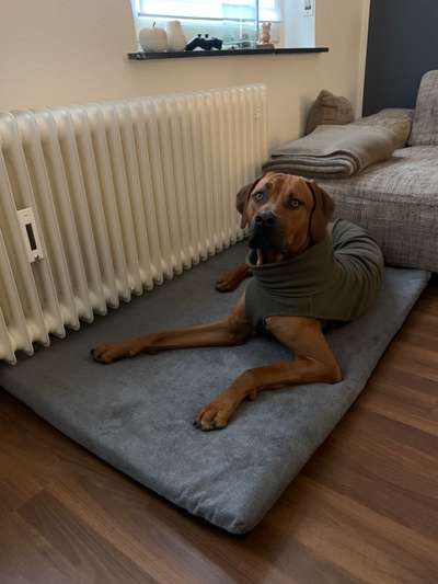 Rhodesian Ridgeback-Beitrag-Bild