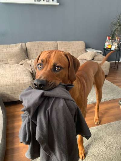Rhodesian Ridgeback-Beitrag-Bild