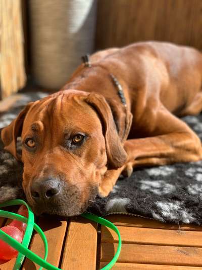 Rhodesian Ridgeback-Beitrag-Bild