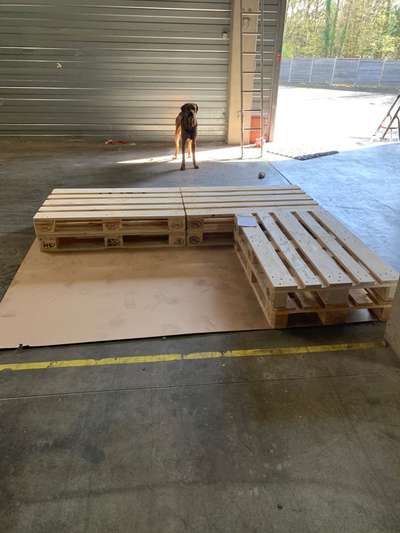 Rhodesian Ridgeback-Beitrag-Bild