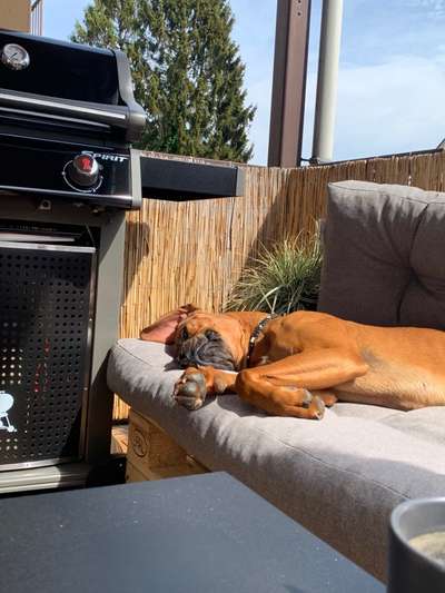 Rhodesian Ridgeback-Beitrag-Bild