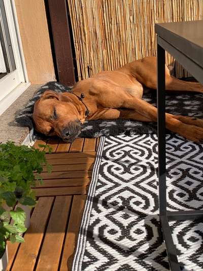 Rhodesian Ridgeback-Beitrag-Bild
